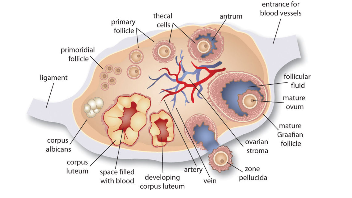 An Insight Into The Structure Of Ovarian Follicles