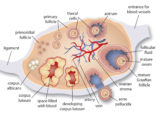 Structure Of Ovarian Follicles