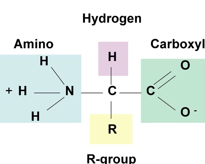 Have a look on the Amino Acid Structure